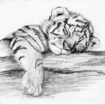 Фото тату белый тигр 28.07.2019 №049 - white tiger tattoo - tatufoto.com