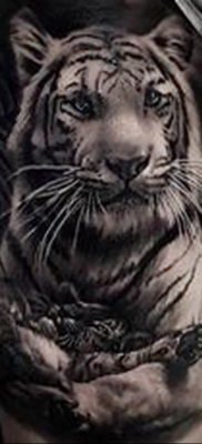 Фото тату белый тигр 28.07.2019 №061 — white tiger tattoo — tatufoto.com