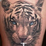 Фото тату белый тигр 28.07.2019 №062 - white tiger tattoo - tatufoto.com