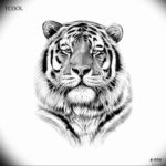 Фото тату белый тигр 28.07.2019 №074 - white tiger tattoo - tatufoto.com