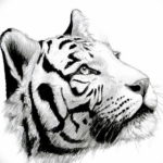 Фото тату белый тигр 28.07.2019 №084 - white tiger tattoo - tatufoto.com