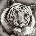 Фото тату белый тигр 28.07.2019 №085 - white tiger tattoo - tatufoto.com