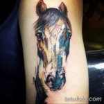 Фото тату голова лошади 24.07.2019 №037 - horse head tattoo - tatufoto.com