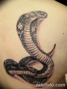 Фото красивые тату змеи 12.08.2019 №013 - beautiful snake tattoos - tatufoto.com
