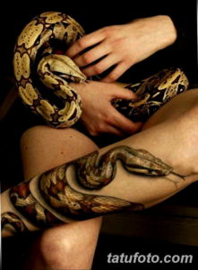 Фото красивые тату змеи 12.08.2019 №063 - beautiful snake tattoos - tatufoto.com