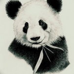 Фото эскиз тату панда маленькая 14.08.2019 №001 - sketch panda tattoo sm - tatufoto.com