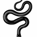 змея тату эскиз маленькая 14.08.2019 №014 - sketches small tattoo - tatufoto.com