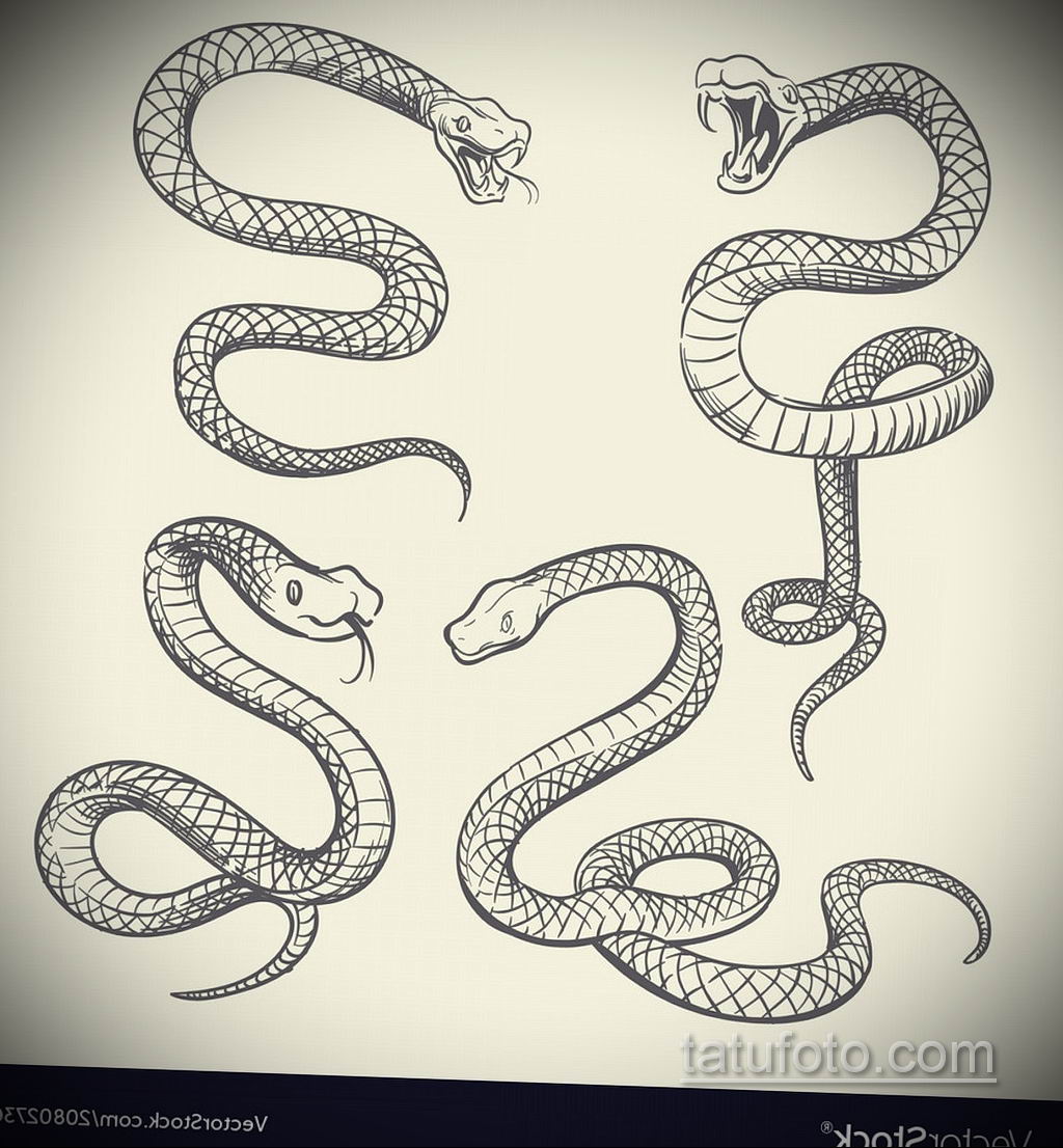 Анатомия змеи для рисования