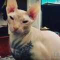 Побег татуированного кота - весь Екатеринбург ищет кошку с тюремными татуировками - фото 1