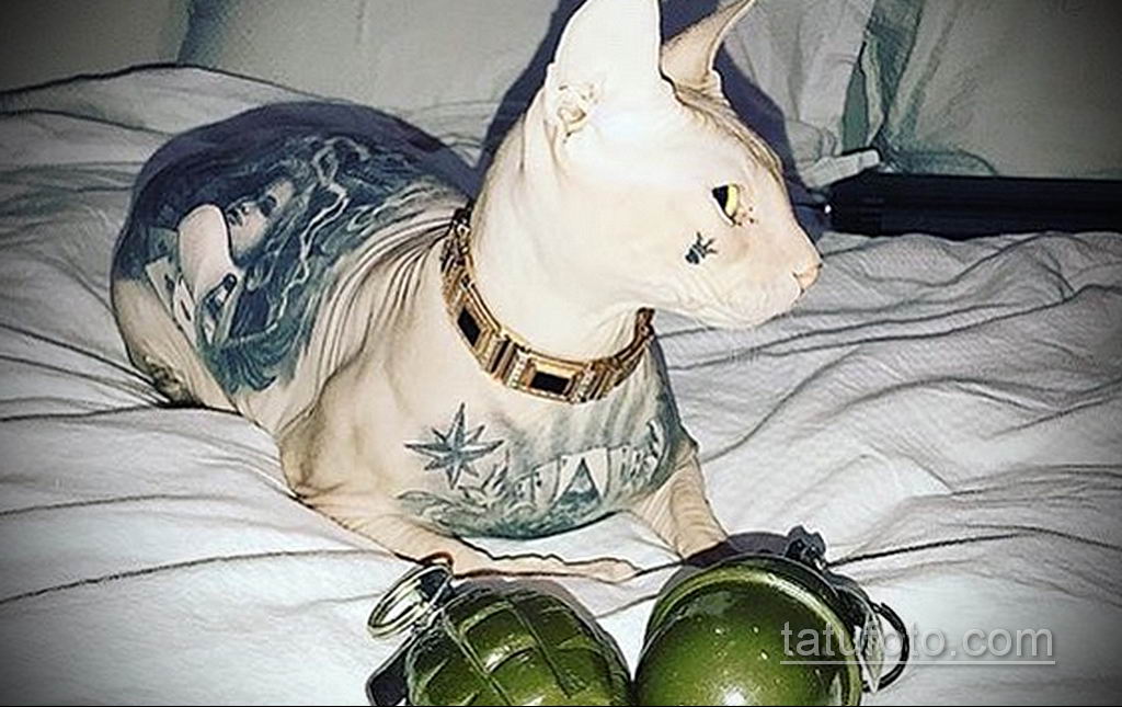Побег татуированного кота - весь Екатеринбург ищет кошку с тюремными татуировками - фото 3