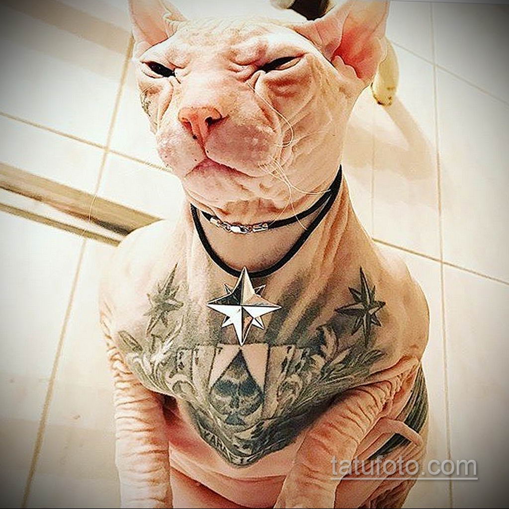 Побег татуированного кота - весь Екатеринбург ищет кошку с тюремными татуировками - фото 5