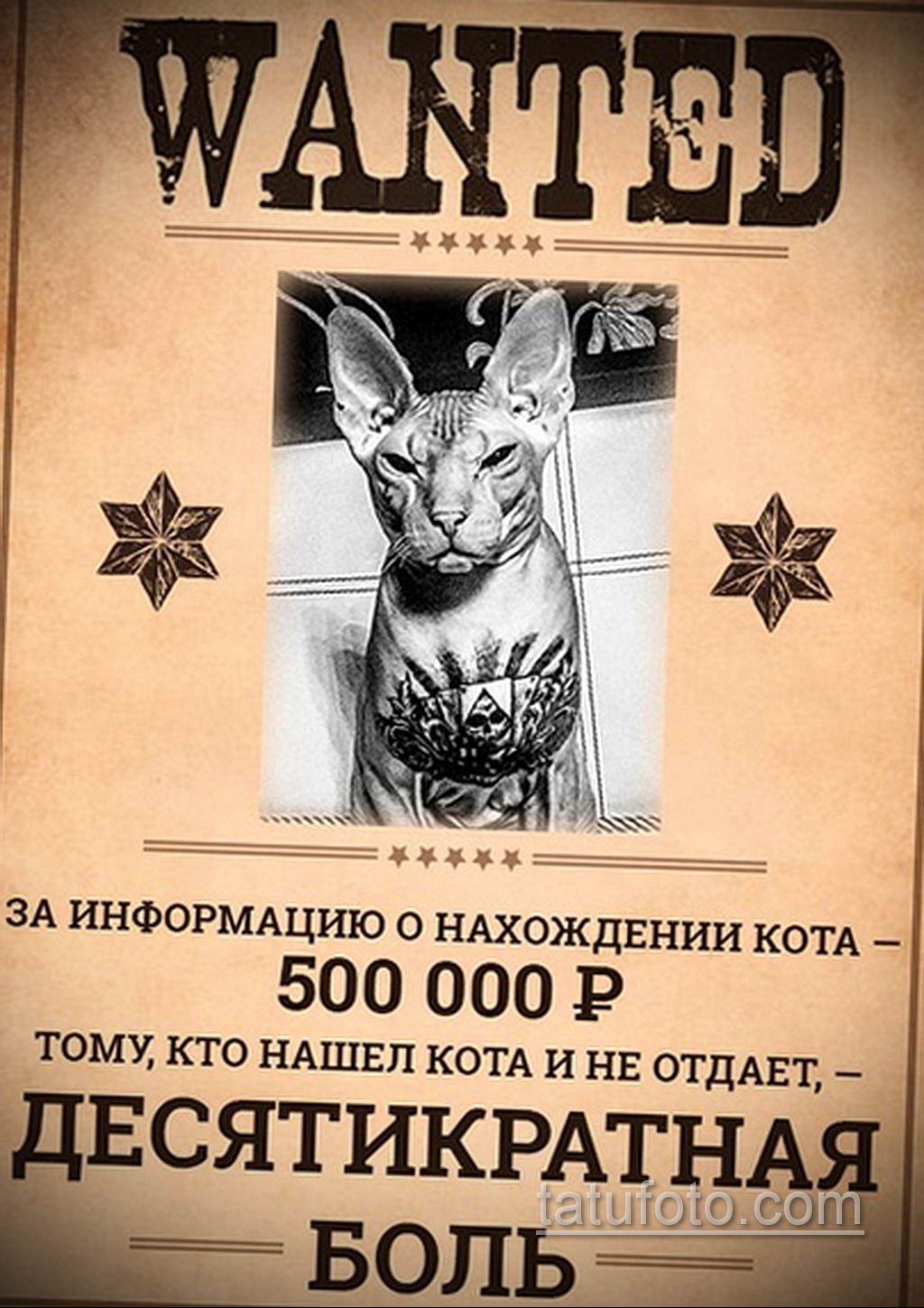 Побег татуированного кота - весь Екатеринбург ищет кошку с тюремными татуировками - фото 8