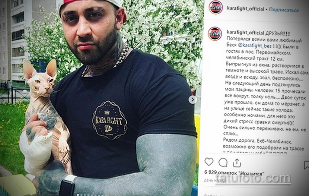Побег татуированного кота - весь Екатеринбург ищет кошку с тюремными татуировками - фото 9