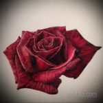 тату роза эскиз цветной 16.09.2019 №002 - tattoo rose sketch colored - tatufoto.com