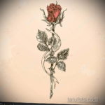 тату роза эскиз цветной 16.09.2019 №004 - tattoo rose sketch colored - tatufoto.com