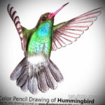 эскиз тату колибри цветная 16.09.2019 №016 - color sketch hummingbird tatto - tatufoto.com
