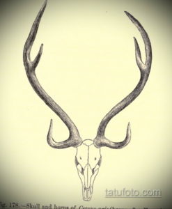 эскиз тату череп с рогами 17.09.2019 №027 - Skull tattoo sketch with horns - tatufoto.com