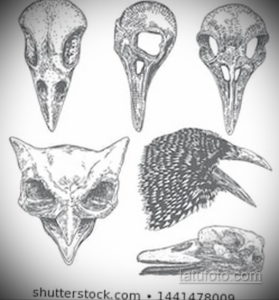 эскизы тату череп ворон 17.09.2019 №028 - Raven Skull Tattoo Sketches - tatufoto.com