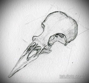 эскизы тату череп ворон 17.09.2019 №031 - Raven Skull Tattoo Sketches - tatufoto.com