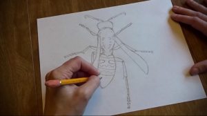 Черно-белый эскиз татуировки осы, выполненный карандашом. Видны контуры тела, крыльев и ног. Рука мастера дорабатывает рисунок.