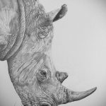 вариант эскиза тату носорог 02.02.2020 №1015 -rhino tattoo sketches- tatufoto.com