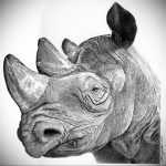 вариант эскиза тату носорог 02.02.2020 №1099 -rhino tattoo sketches- tatufoto.com