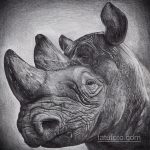 фото эскиза тату носорог 02.02.2020 №011 -rhino tattoo sketches- tatufoto.com