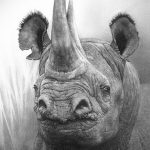 фото эскиза тату носорог 02.02.2020 №041 -rhino tattoo sketches- tatufoto.com