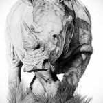 эскиз тату носорог 02.02.2020 №043 -rhino tattoo sketches- tatufoto.com