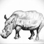 эскиз тату носорог 02.02.2020 №071 -rhino tattoo sketches- tatufoto.com