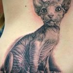 Фото тату котенка породы сфинкс на спине. Реалистичный черно-белый рисунок подчеркивает уникальную внешность животного.