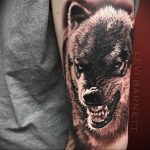 Фото рисунка тату оскал волка 05.02.2020 №028 -wolf grin tattoo- tatufoto.com