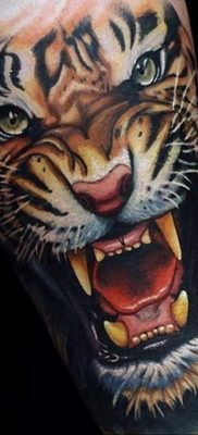 Фото рисунка тату оскал тигра 05.02.2020 №081 -tiger grin tattoo- tatufoto.com