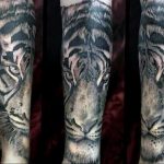 Фото тату тигра на руке, выполненное в стиле реализм. Три ракурса демонстрируют детализацию и мощь изображения.