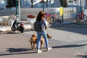 Фотография женщины, выгуливающей двух собак на улице. Она идет спиной к камере, а собаки бегут рядом.