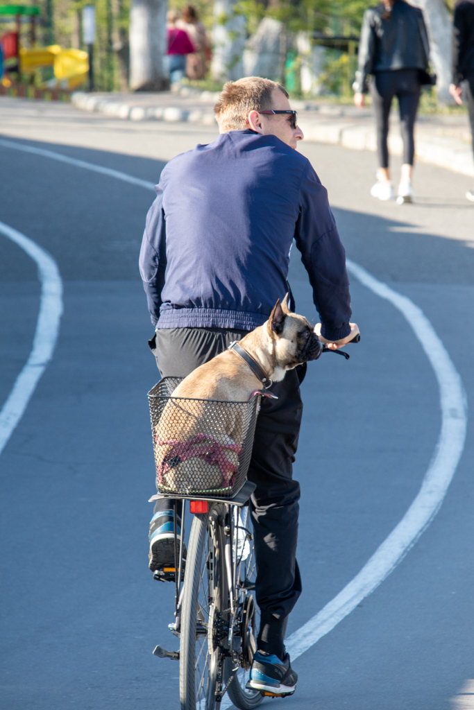 Фото собаки которую катают на велосипеде - Уличная татуировка (Street tattoo) № 03 – 11.05.2020 для tatufoto.com 1