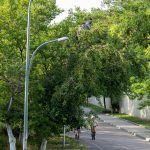 Фотография, на которой два человека находятся на дереве, а внизу проезжает велосипедист, солнечный день, зеленая листва.