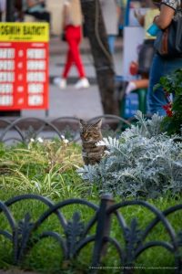 Фотография уличного кота, сидящего среди зелени и цветов на городской улице. Кот смотрит прямо в камеру.