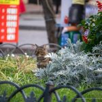 Фото кота в цветах и траве --Уличная тату-street tattoo-21.09.2020-tatufoto.com 2