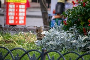 Фотография уличной татуировки: кот сидит на фоне цветов и татуировки на руке человека.