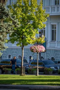 Фотография деревьев в парке на фоне здания. На переднем плане видны прохожие и автомобили.