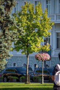 Фотография деревьев в парке на фоне здания. На переднем плане видны автомобили и фонарный столб с цветами.
