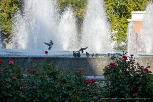 Фотография фонтана с брызгами воды и летающими голубями. На переднем плане видны красные розы, создающие яркий контраст.