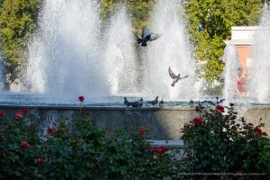 Фотография фонтана с брызгами воды и летающими голубями. На переднем плане видны красные розы, создающие яркий контраст.