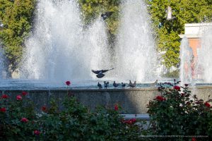 Фотография фонтана с брызгами воды и летающими голубями. На переднем плане видны красные розы, создающие яркий контраст.