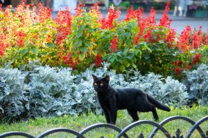 Фотография с ярким фоном из красных цветов и черным котом на переднем плане. Контрастное сочетание цветов создает эффектное визуальное впечатление.