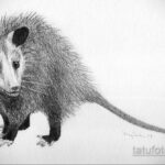 Фото пример рисунка тату Опоссум 18.11.2020 №001 -Opossum tattoo- tatufoto.com