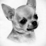Пример Татуировки Чихуахуа 16.12.2020 №052 -Chihuahua Tattoo- tatufoto.com