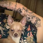 Пример Татуировки Чихуахуа 16.12.2020 №144 -Chihuahua Tattoo- tatufoto.com