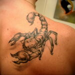 Пример рисунка татуировки скорпион 16.01.2021 №0013 -scorpion tattoo- tatufoto.com